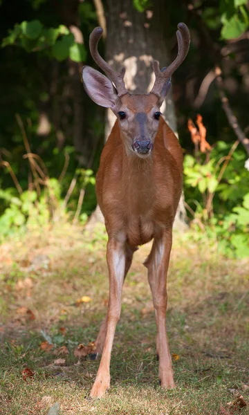 Deer Stare Down — Stock Photo, Image