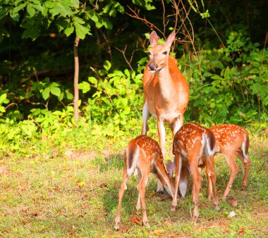 Üç geyik fawns ve onların doe
