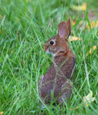 Biraz ot bakan tavşanı