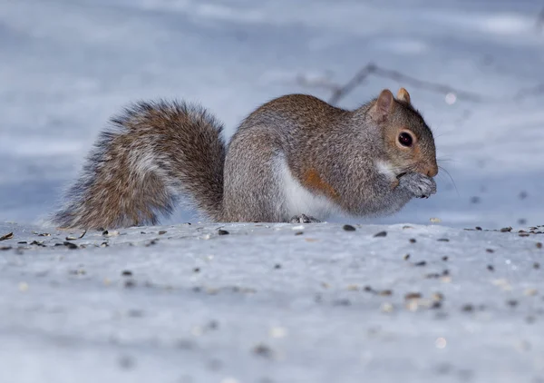 Winter meal for a squirrel — Stockfoto