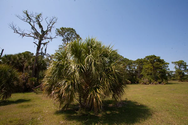 Junger baum in florida — Stockfoto