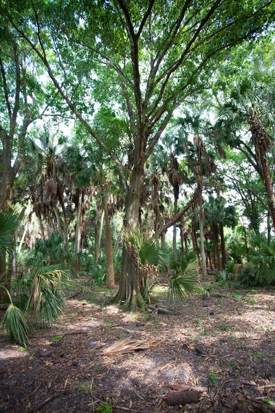 플로리다에 있는 넓은 나무 — 스톡 사진