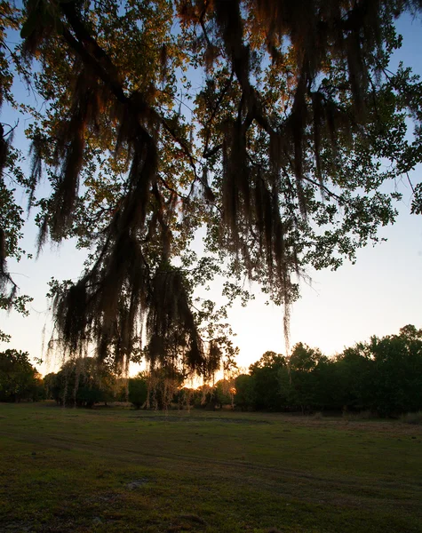 Mossy Sunset na Flórida — Fotografia de Stock