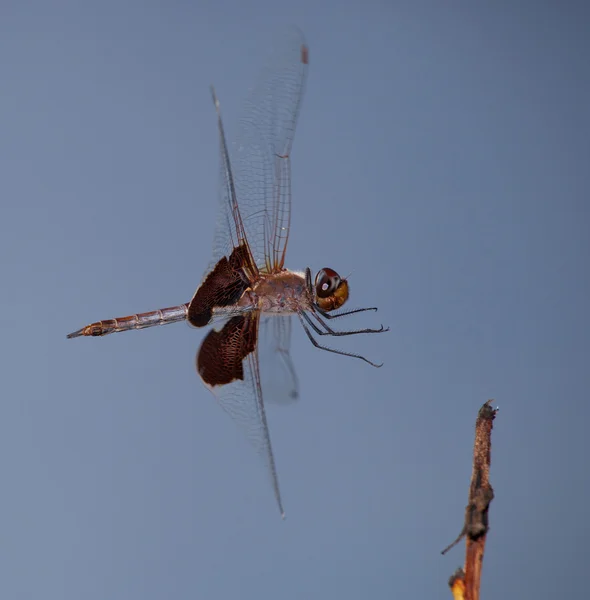 Libellula in arrivo per uno sbarco — Foto Stock