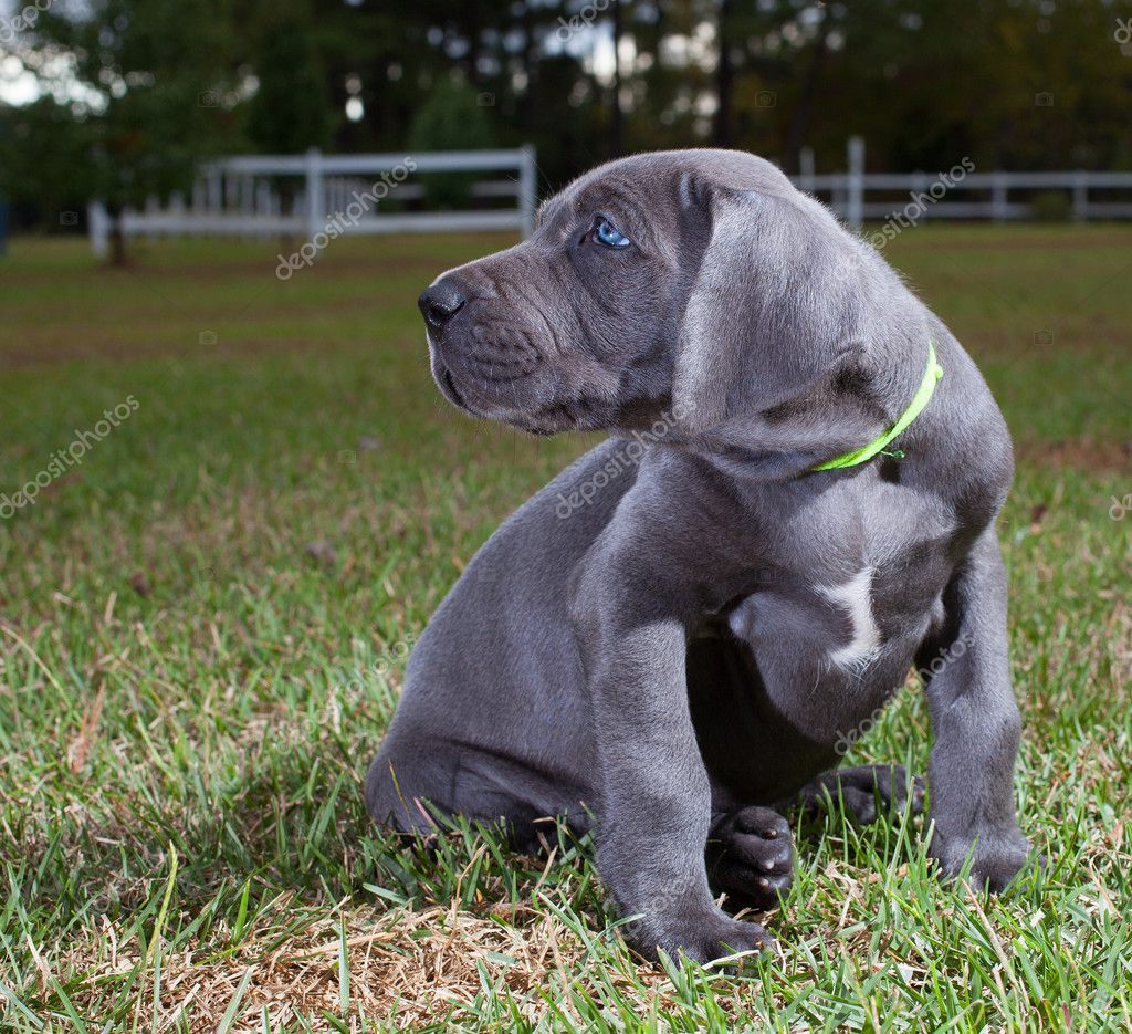 Great Dane puppy Stock Photo by gsagi 127669320