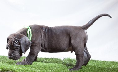 Utanç Danua köpek yavrusu