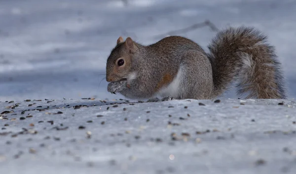 Eten eekhoorn op ijs — Stockfoto