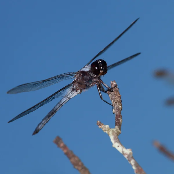 Libellule avec une tête sombre — Photo