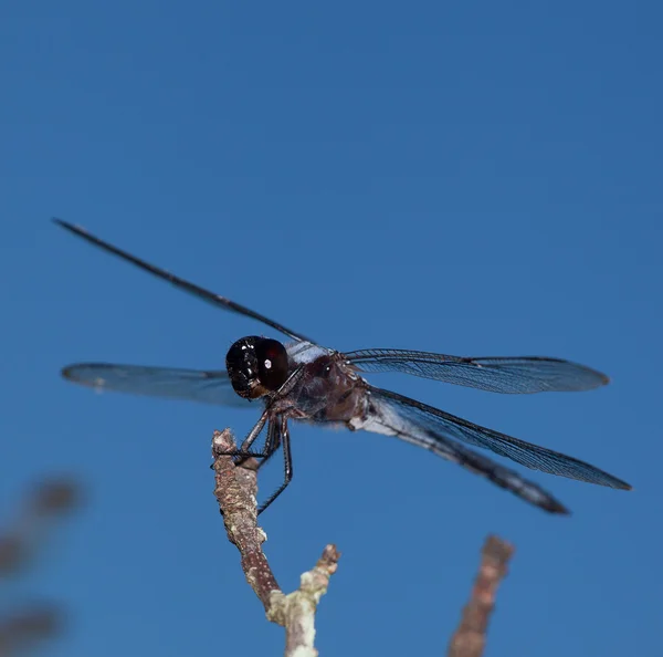 Dragonfly ready to launch — Stock Photo, Image