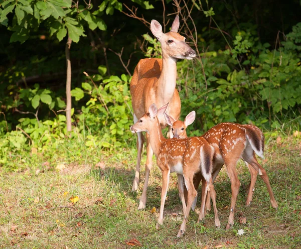 Ciervos cervatillos y mamá — Foto de Stock