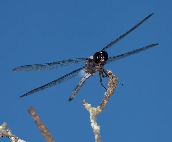 Zwart-wit dragonfly — Stockfoto