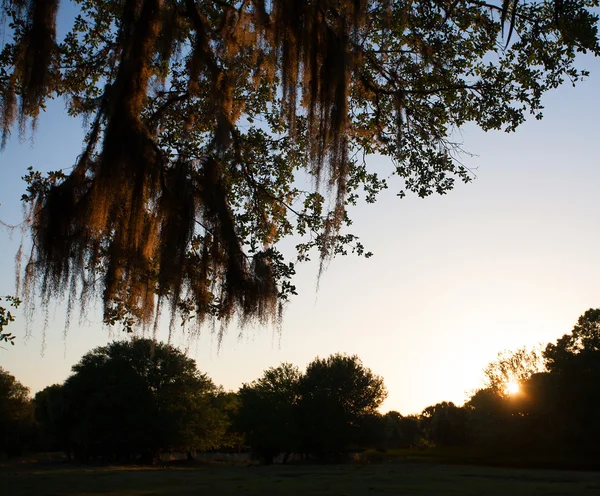 Florida gece arkasında yosun — Stok fotoğraf