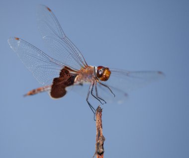 Yusufçuk alarak kapalı