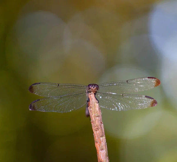 绿色的大蜻蜓 — 图库照片