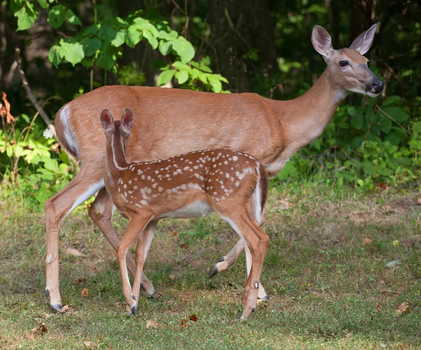 Cervos e Fawn — Fotografia de Stock