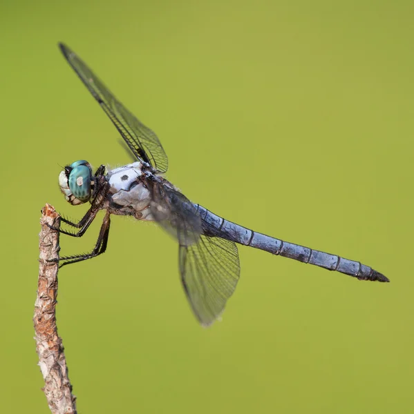 Dragonfly στην Πράσινη — Φωτογραφία Αρχείου