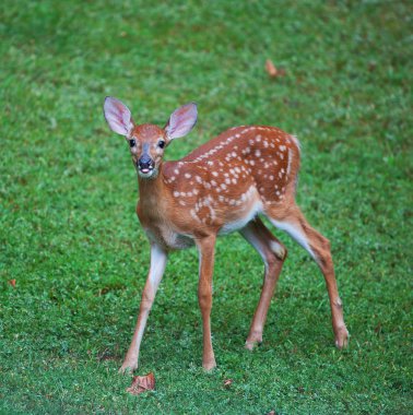 Çimde fawn