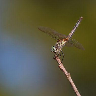 Yusufçuk dalış için hazır