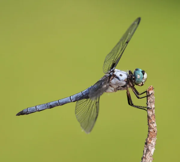 Hariy dragonfly on a branch — Stockfoto