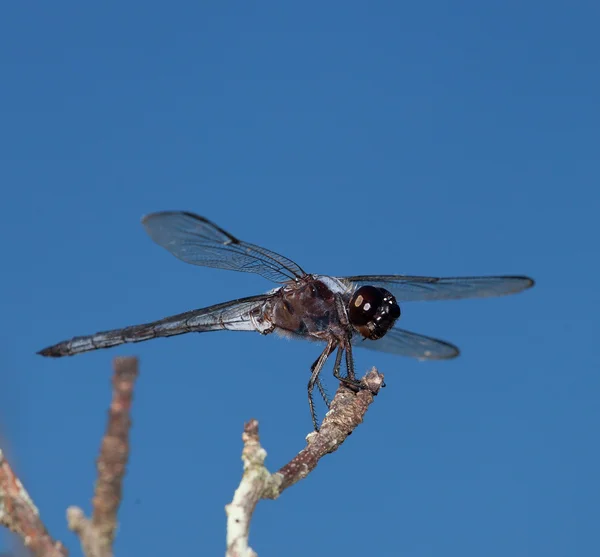 Libélula em um ramo — Fotografia de Stock