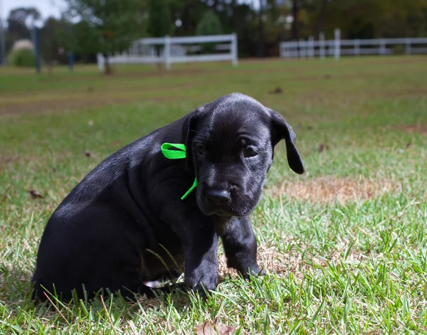 Sullen Great Dane puppy — Stock Photo, Image