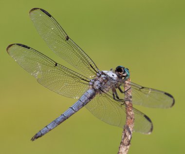 Melek yusufçuk kanatları
