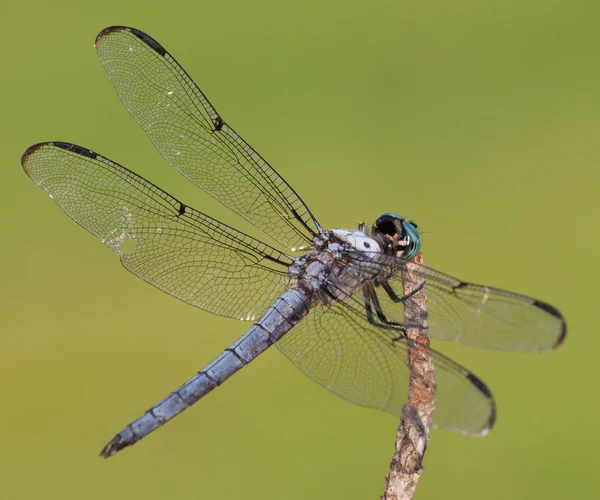 Melek yusufçuk kanatları