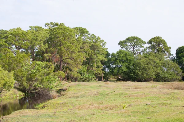 Green Shoreline in Florida — Stock Photo, Image