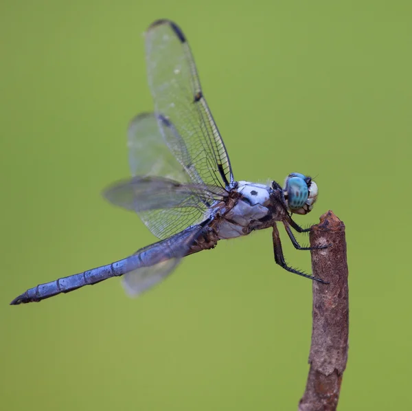 Libélula Perfil sobre un fondo verde — Foto de Stock