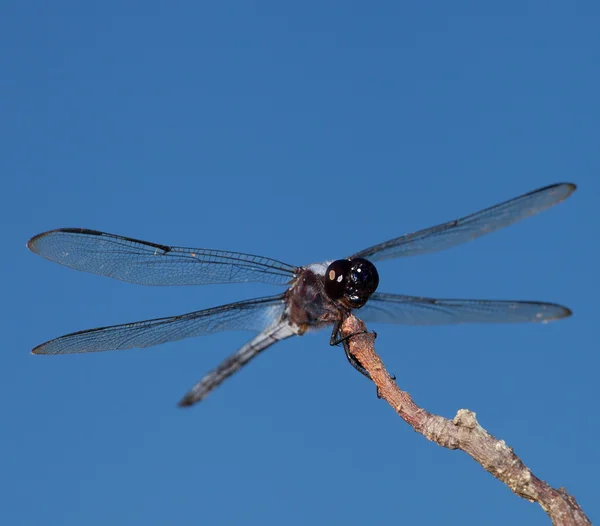 Dragonfly with a big head — Stockfoto