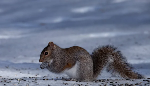 Eichhörnchen frisst auf Eis — Stockfoto