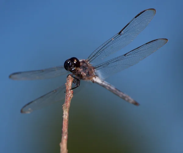 Dragonfly κρατώντας σφιχτά — Φωτογραφία Αρχείου