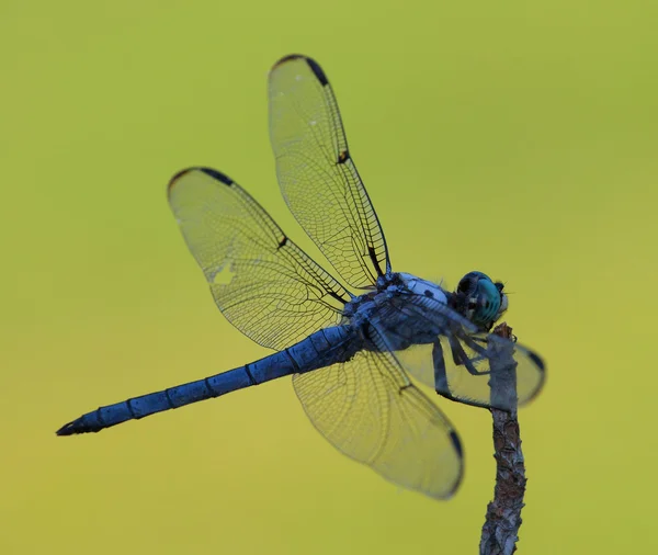 Σκούρο Dragonfly με πράσινο φόντο — Φωτογραφία Αρχείου