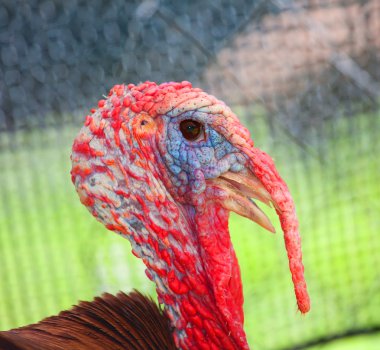 Yüksek sesle yerli Türkiye