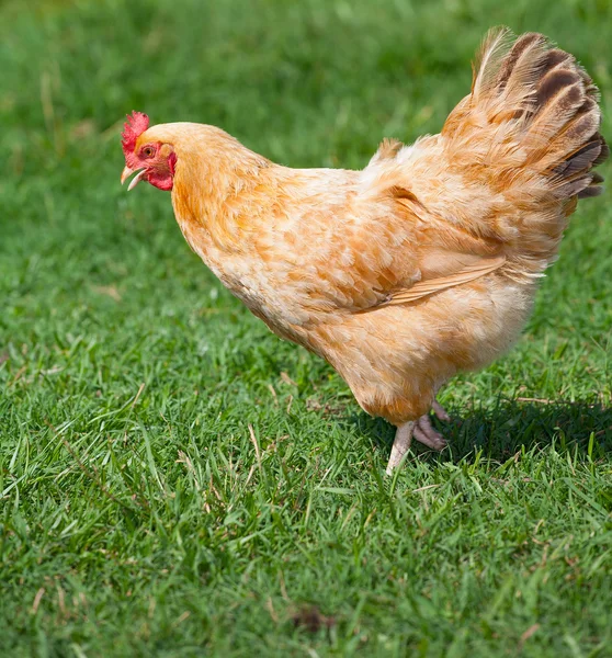 Gallina di pollo arancione — Foto Stock