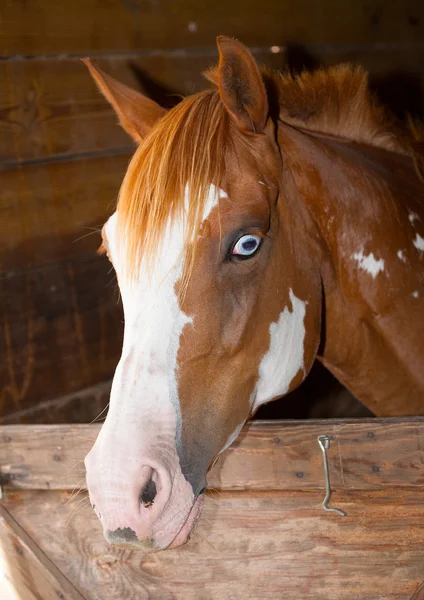 Blauäugiges Pferd — Stockfoto