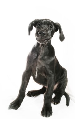 Smirking Danua köpek yavrusu
