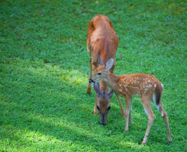 Whitetail Doe ve açık kahverengi