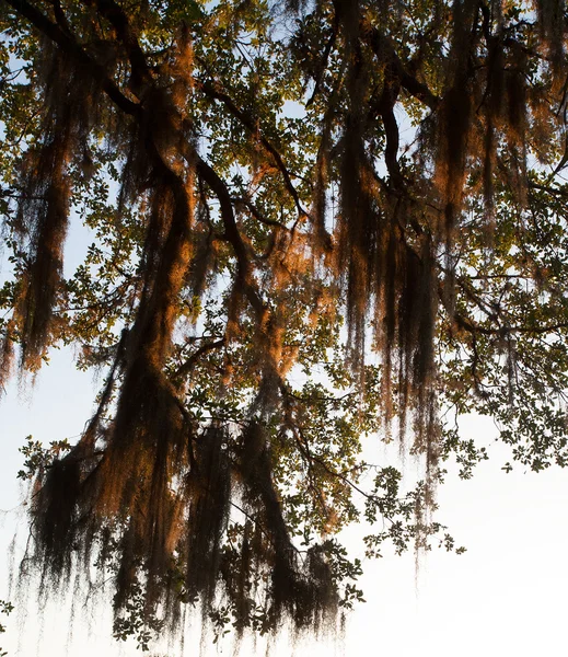 Zmierzch Moss na Florydzie — Zdjęcie stockowe