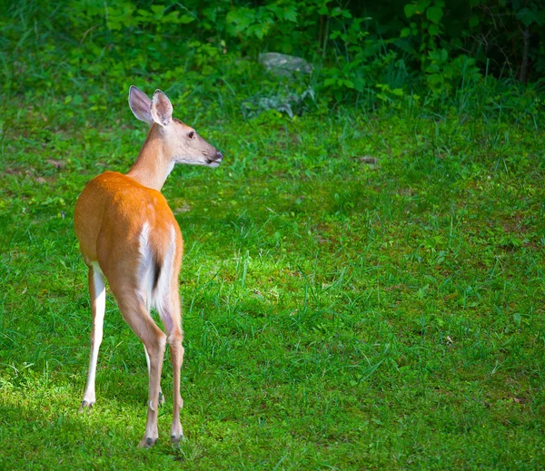 Deer that has turned away — Stock fotografie