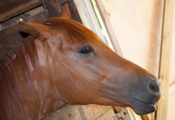Nosy ló egy bódé — Stock Fotó