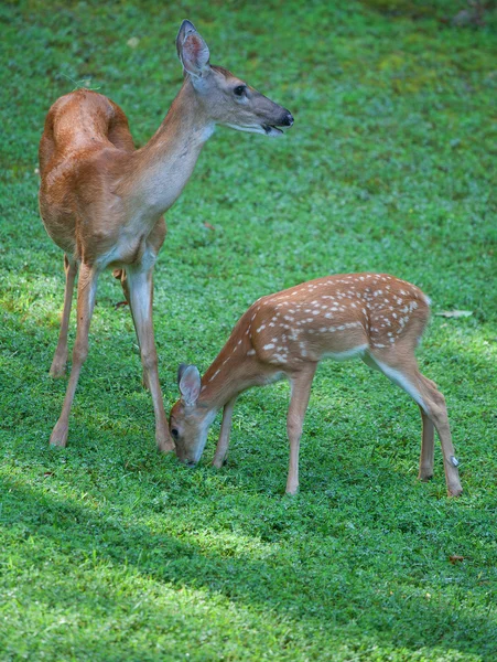 Deer fawn kissing a doe on the feet — Stock Photo, Image
