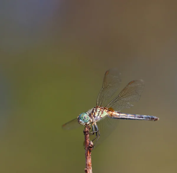 Dragonfly that looks sad — Φωτογραφία Αρχείου