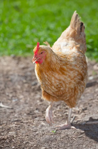 Hühnerhuhn nähert sich — Stockfoto