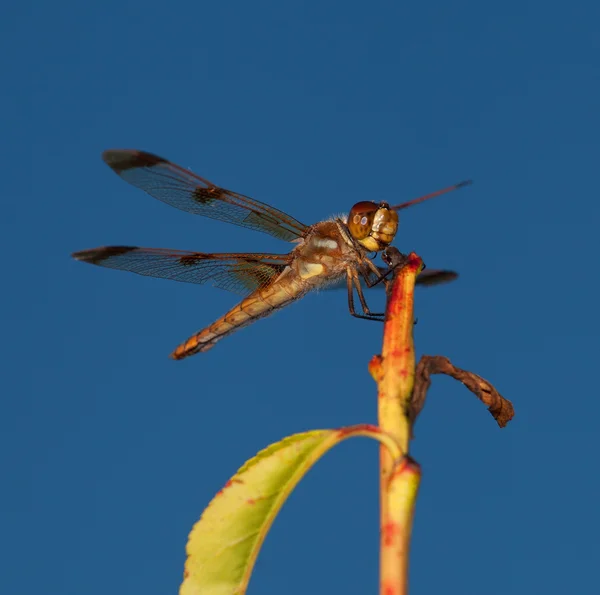 Prêt à bouger — Photo