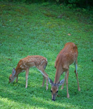 Anne ve açık kahverengi