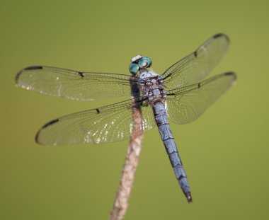 Yusufçuk ile onun baş açık