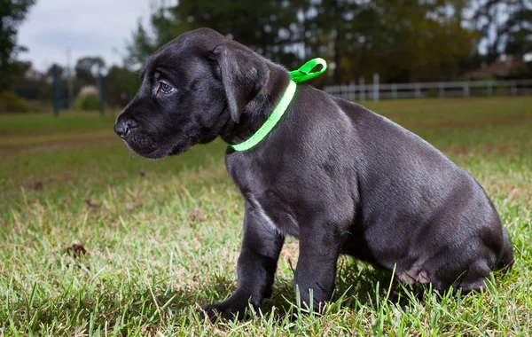 Çimenlerin üzerinde büyük köpek yavrusu — Stok fotoğraf