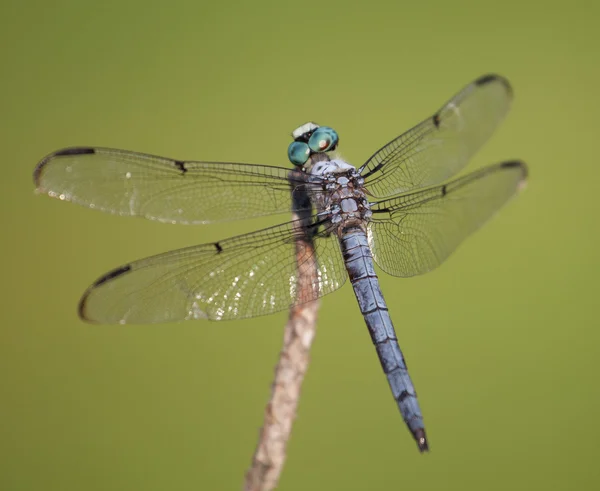 Dragonfly with its Head Turned — ストック写真