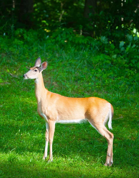 Proud whitetail deer — Stock Photo, Image